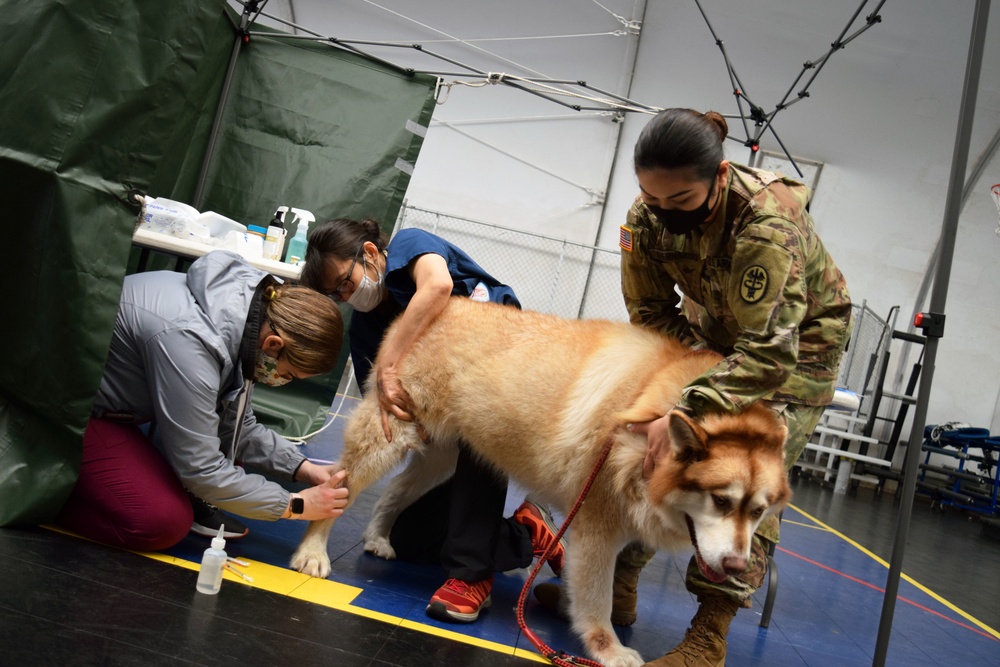 CFAY’s veterinarians care for Ikego pets