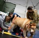 CFAY’s veterinarians care for Ikego pets