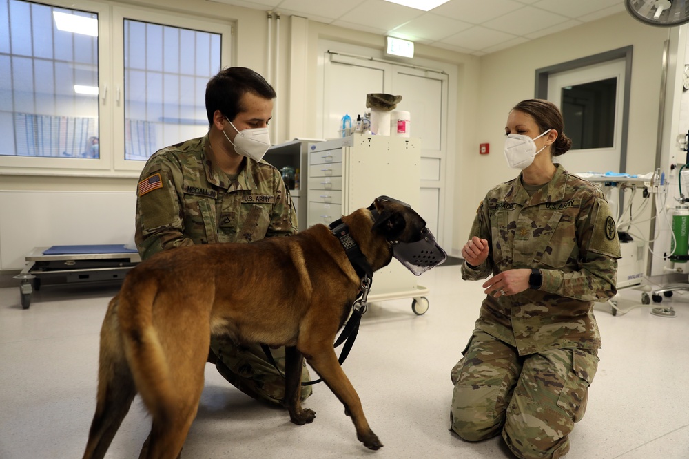 Veterinary Behaviorist provides unique service to the welfare of Military Working Dogs