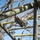BWC Obstacle Course