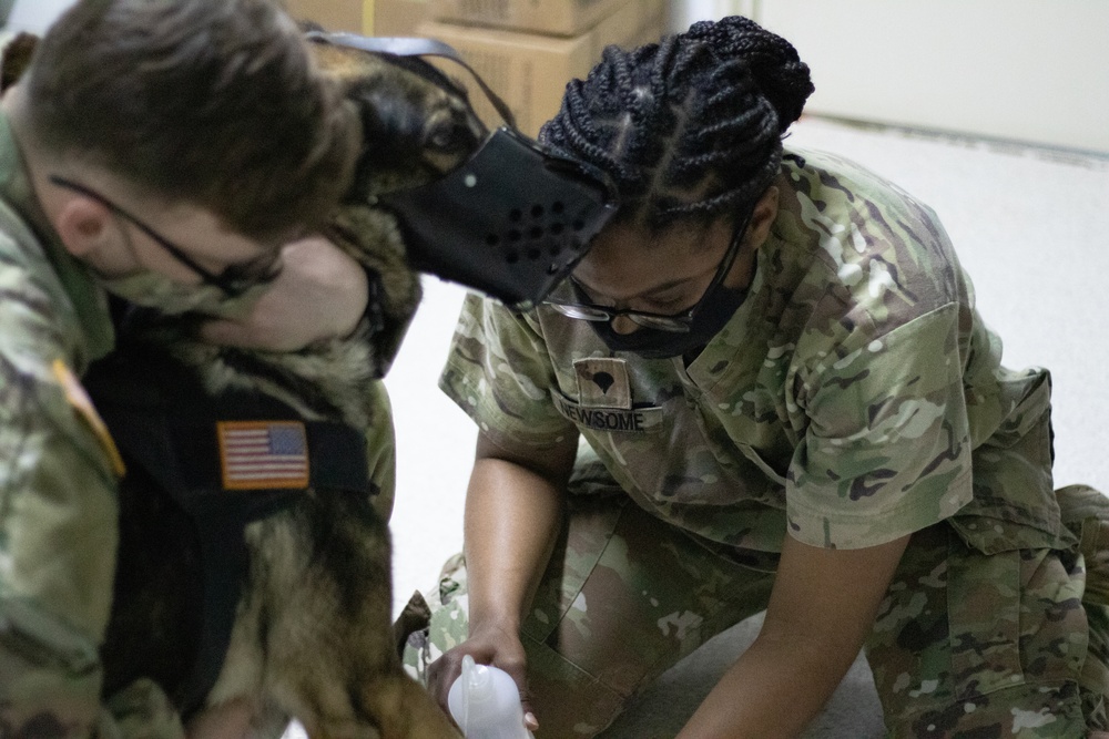 KFOR conducts K9 care