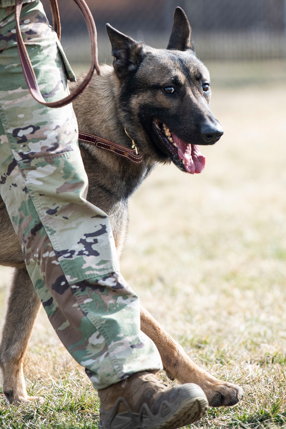 88 SFS Military Working Dogs