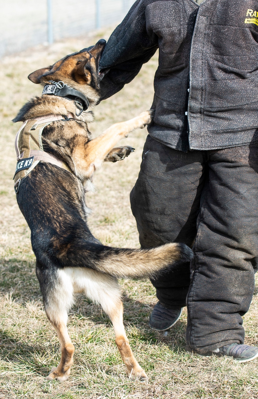 88 SFS Military Working Dogs