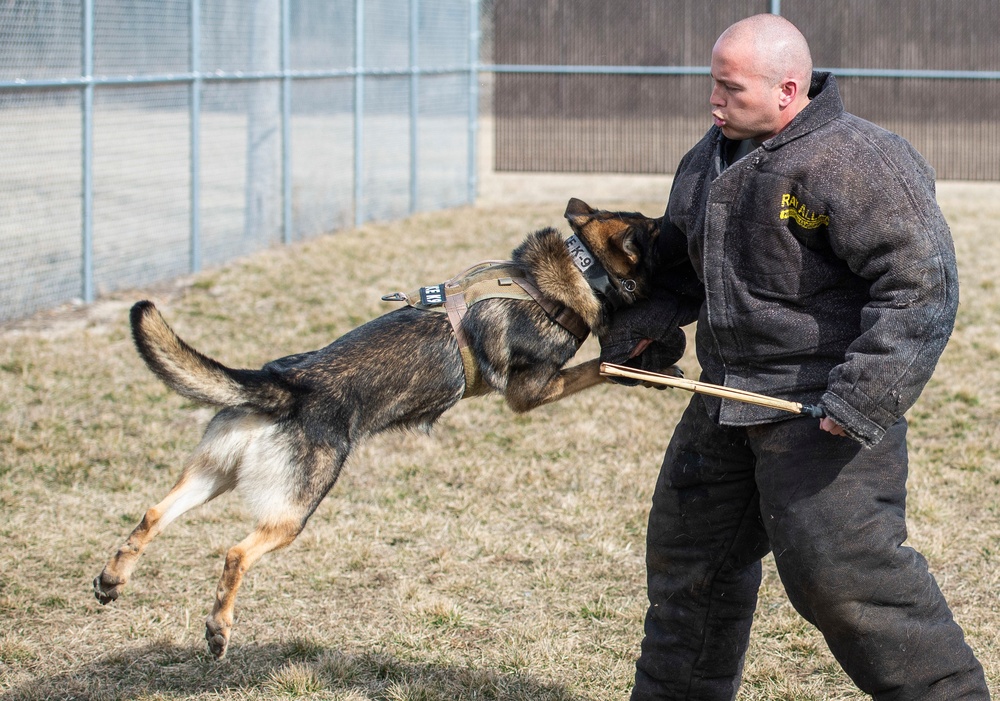 88 SFS Military Working Dogs