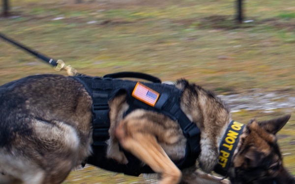 KFOR military working dog handlers train with MAT Kosovo