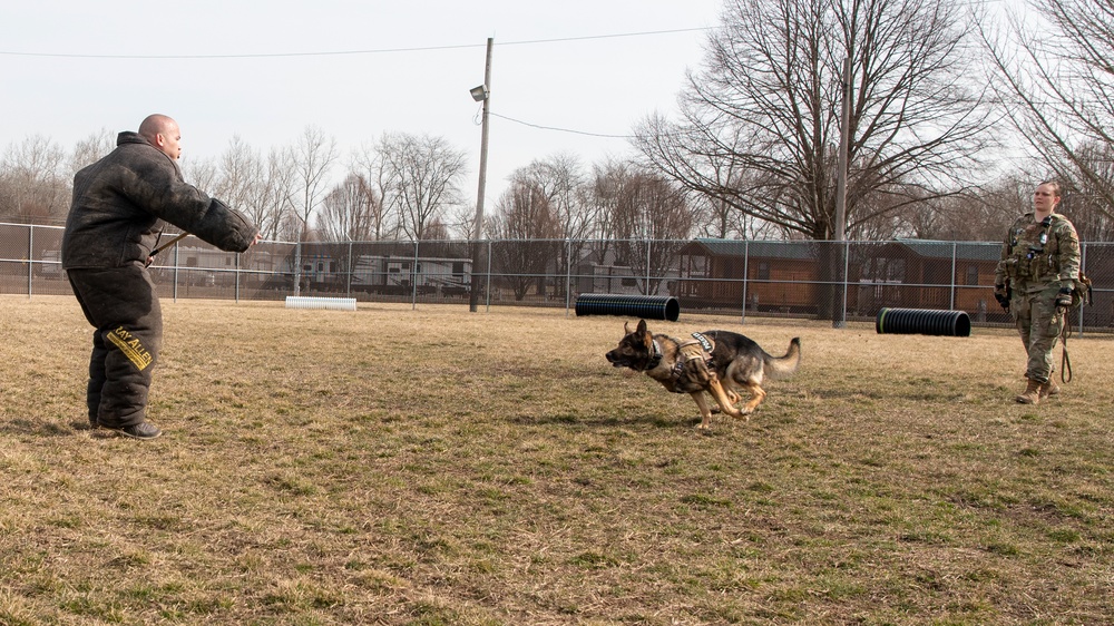 National K9 Veterans Day