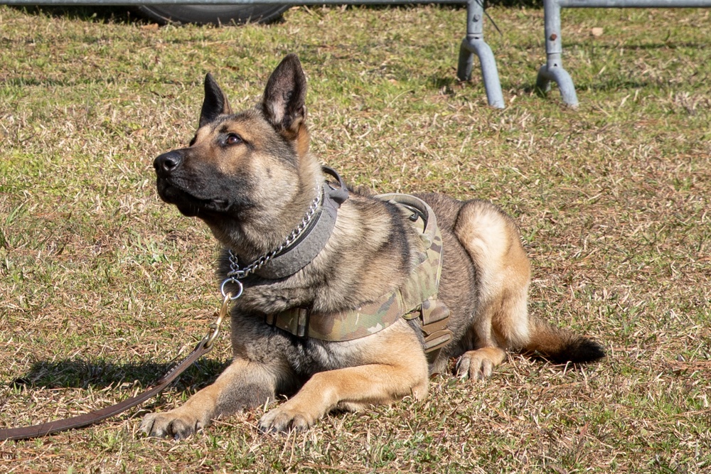 K-9 Veteran's Day Military Working Dog Demonstration