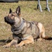 K-9 Veteran's Day Military Working Dog Demonstration
