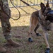 K-9 Veteran's Day Military Working Dog Demonstration