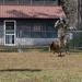K-9 Veteran's Day Military Working Dog Demonstration