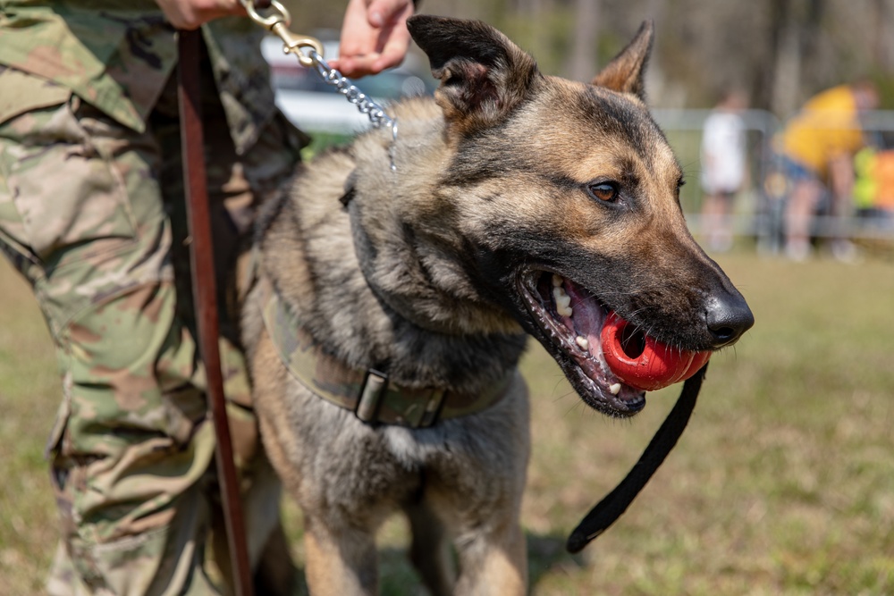 K-9 Veteran's Day Military Working Dog Demonstration