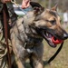 K-9 Veteran's Day Military Working Dog Demonstration