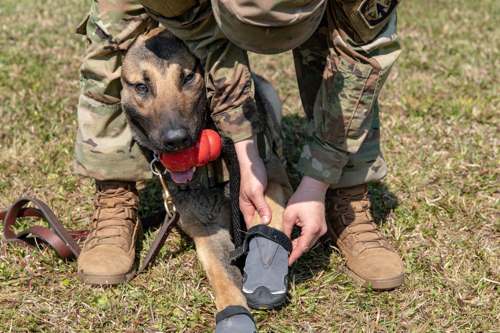 K-9 Veteran's Day Military Working Dog Demonstration