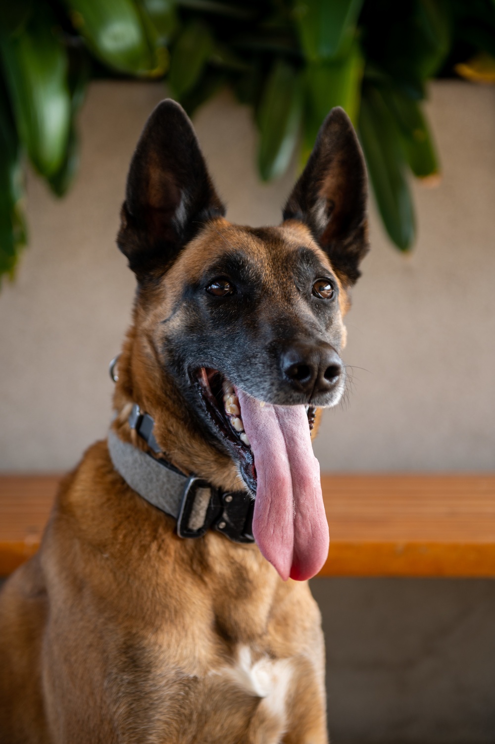 Coast Guard Maritime Safety and Security Team conducts K9 explosive detection training