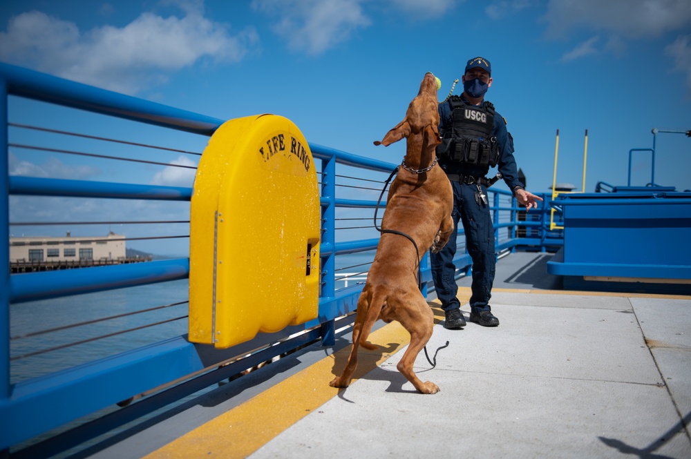 Coast Guard Maritime Safety and Security Team San Francisco conducts K9 explosive detection training