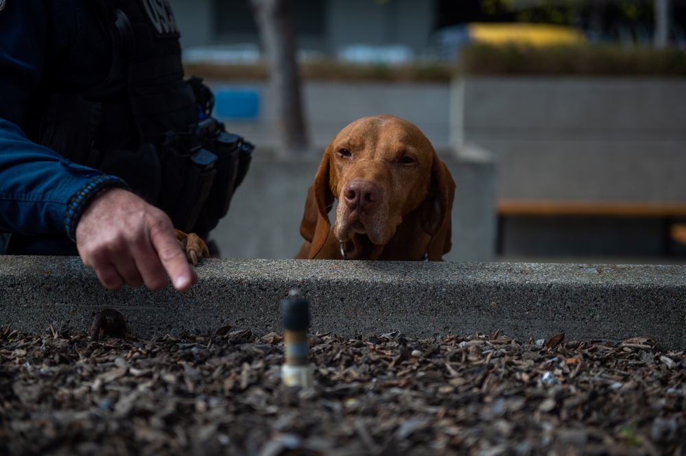 Coast Guard Maritime Safety and Security Team San Francisco conducts K9 explosive detection training