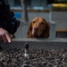 Coast Guard Maritime Safety and Security Team San Francisco conducts K9 explosive detection training