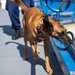 Coast Guard Maritime Safety and Security Team San Francisco conducts K9 explosive detection training
