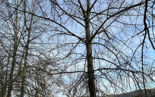 LANCASTER, Tenn. (March 16, 2021) - The U.S. Army Corps of Engineers Nashville District is closing Floating Mill Recreation Area at Center Hill Lake Thursday, March 18, through Sunday, March 21.  (USACE Photo by Ashley Webster)