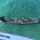 Coast Guard oversees diesel spill clean-up near Marquesas after yacht fire
