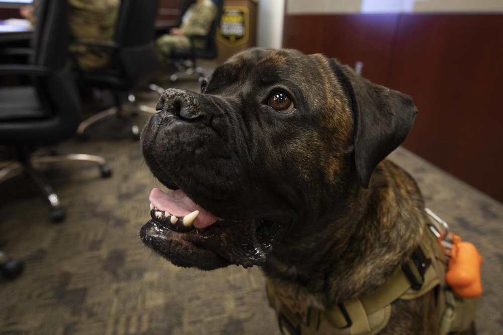 Sweetface “Nyx” Shelton, a beloved Alaska National Guard therapy dog, awarded Alaska Commendation Medal
