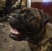 Sweetface “Nyx” Shelton, a beloved Alaska National Guard therapy dog, awarded Alaska Commendation Medal