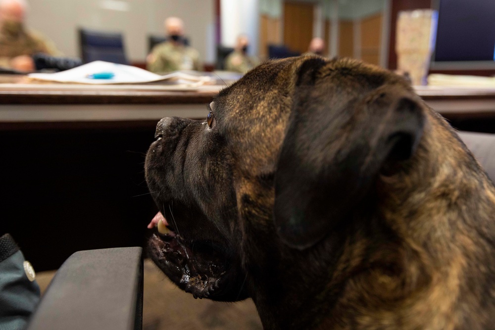 Sweetface “Nyx” Shelton, a beloved Alaska National Guard therapy dog, awarded Alaska Commendation Medal