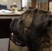 Sweetface “Nyx” Shelton, a beloved Alaska National Guard therapy dog, awarded Alaska Commendation Medal
