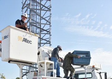 Bald eagle rescued at NAS Key West