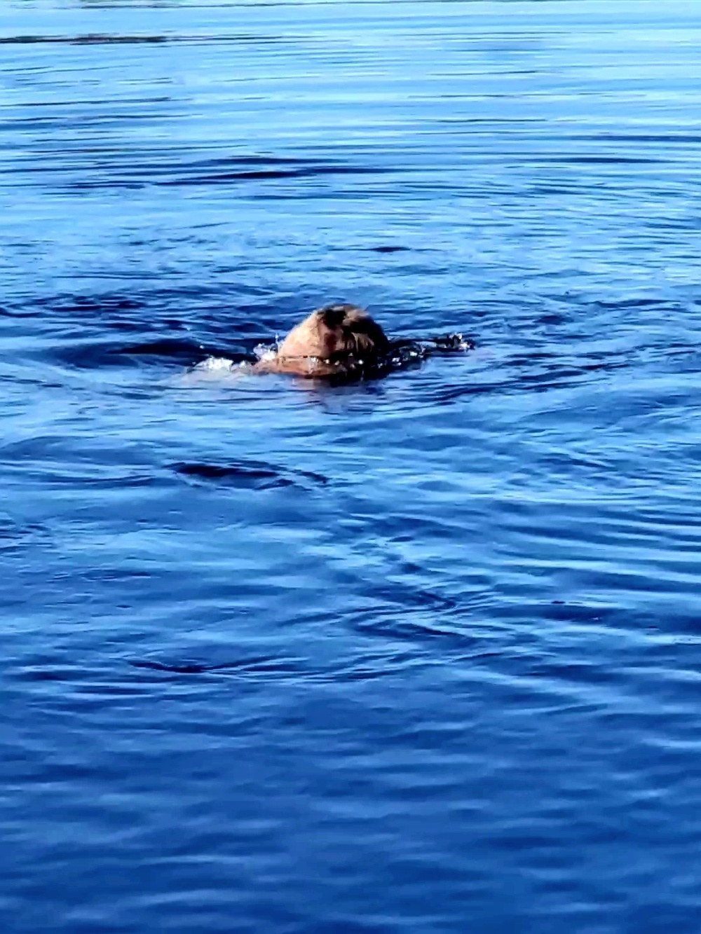 Cold-water immersion training for CWOC at Fort McCoy