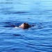Cold-water immersion training for CWOC at Fort McCoy