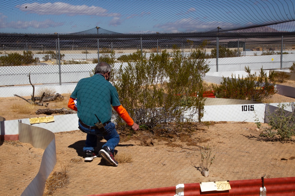 Desert tortoise Sanctuary Hatching success