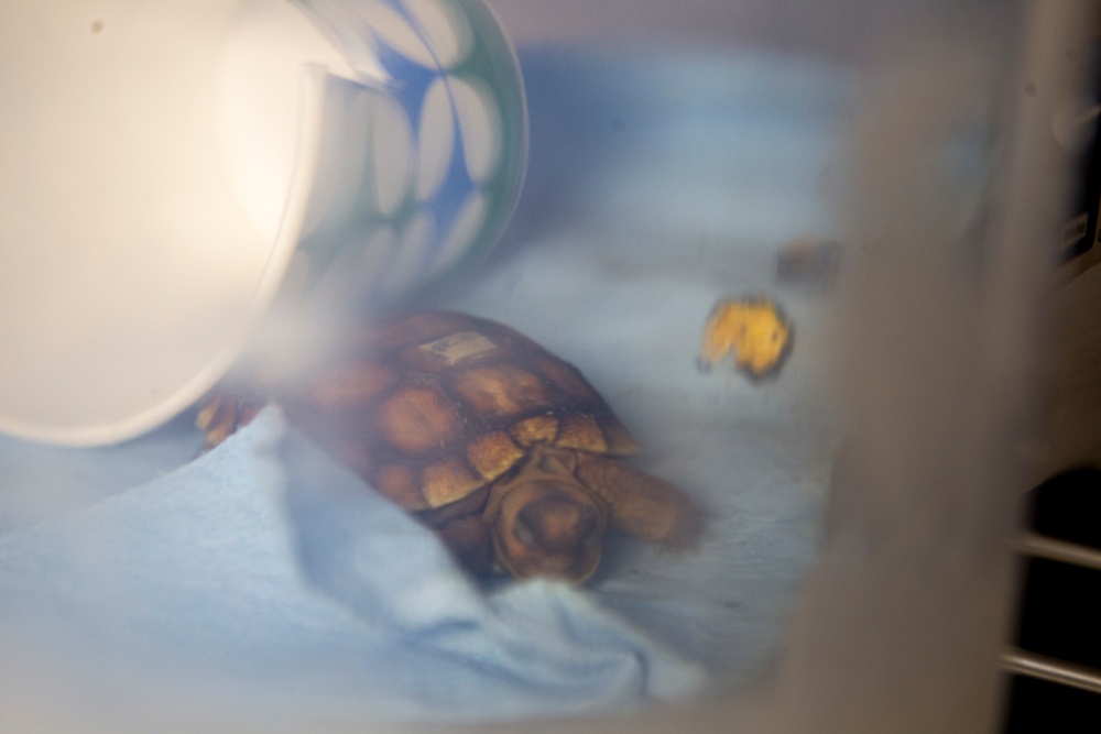 Desert tortoise Sanctuary Hatching success