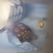 Desert tortoise Sanctuary Hatching success