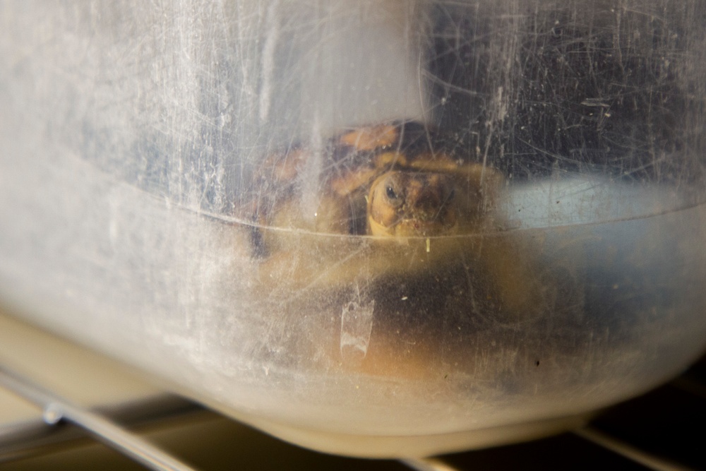 Desert tortoise Sanctuary Hatching success