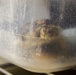 Desert tortoise Sanctuary Hatching success