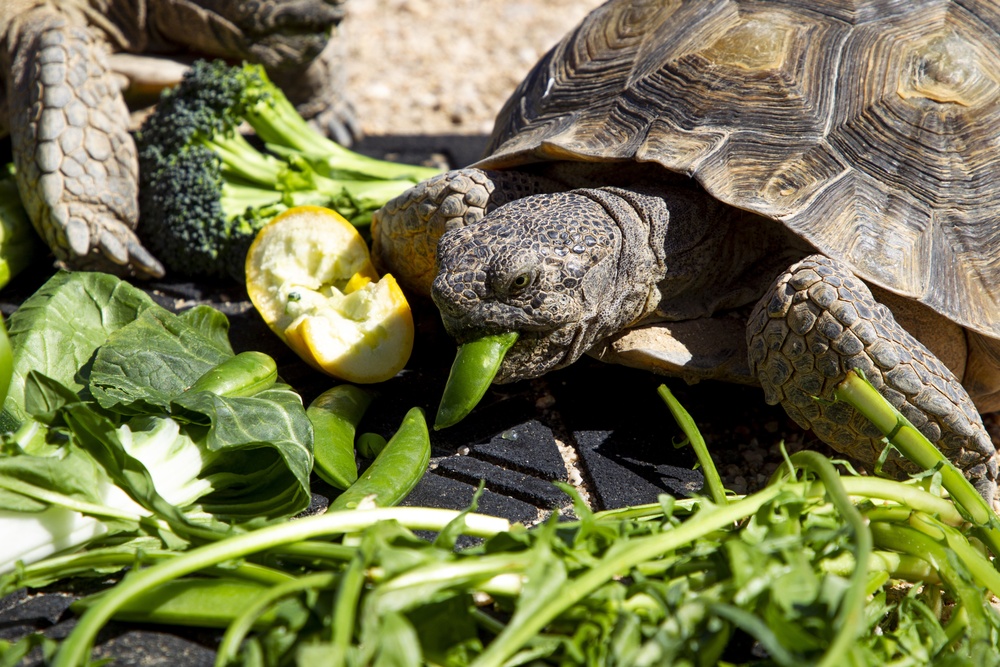 Desert tortoise Sanctuary Hatching success