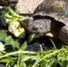 Desert tortoise Sanctuary Hatching success