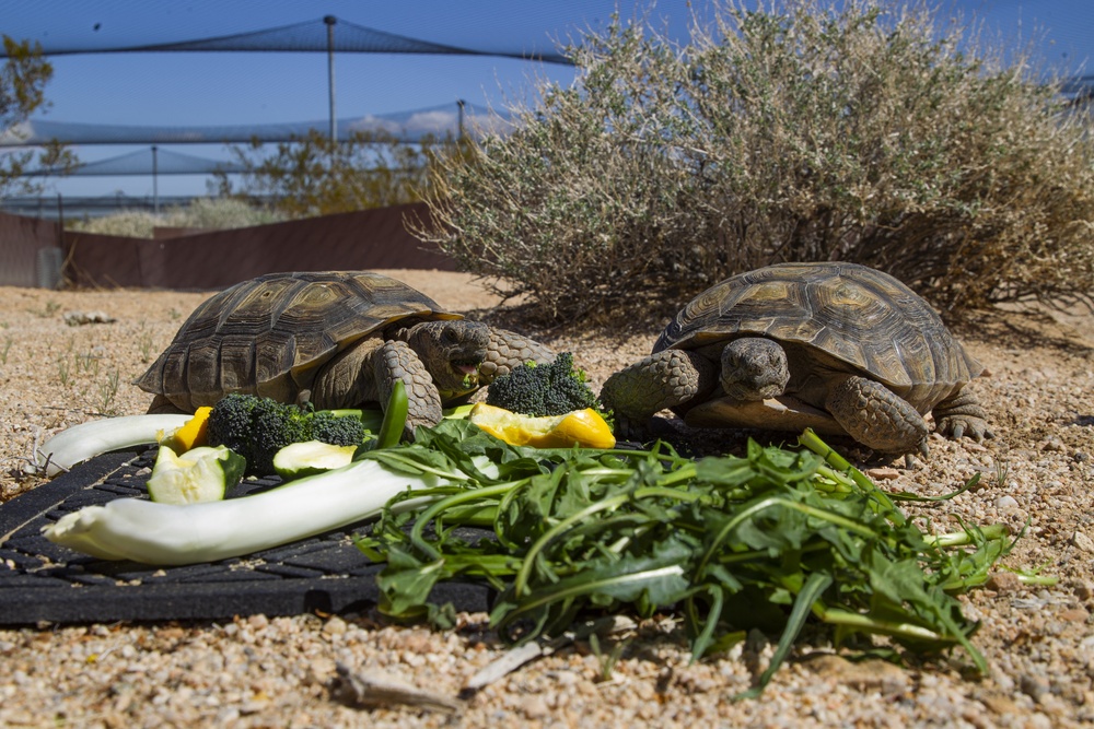 Desert tortoise Sanctuary Hatching success