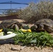 Desert tortoise Sanctuary Hatching success