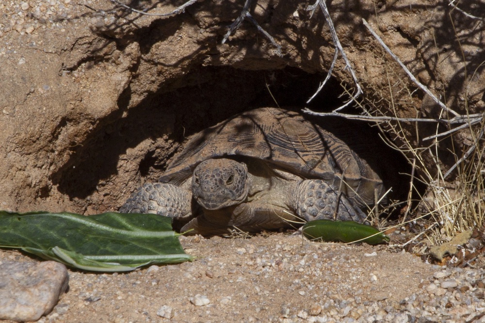 Desert tortoise Sanctuary Hatching success