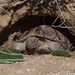 Desert tortoise Sanctuary Hatching success