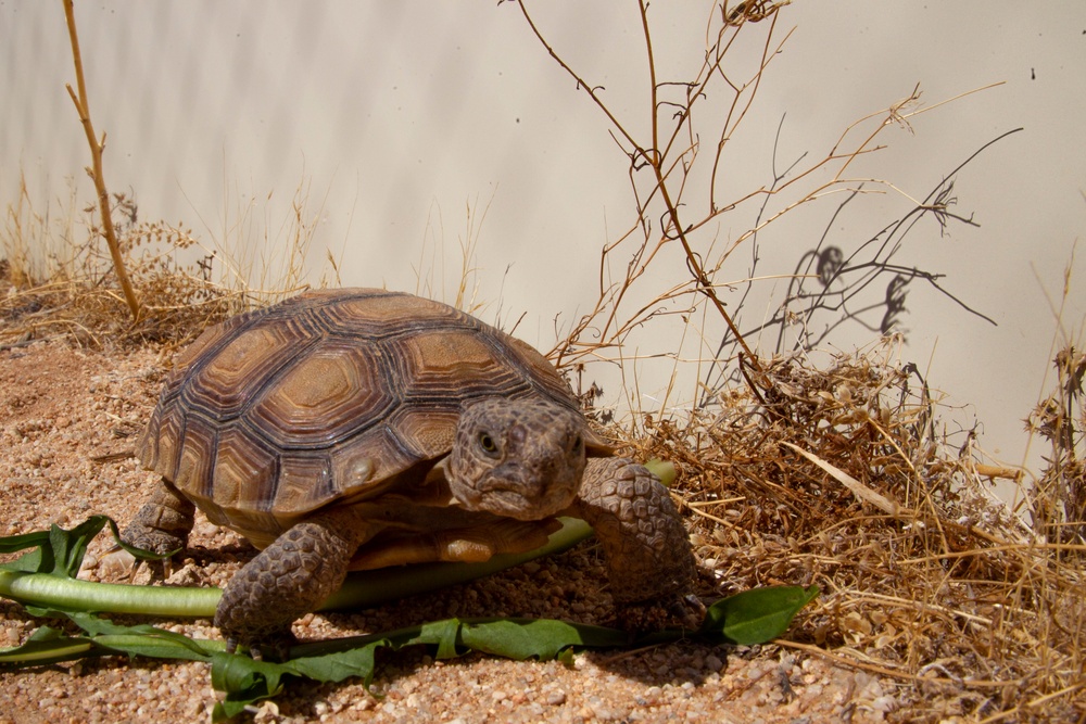 Desert tortoise Sanctuary Hatching success