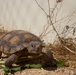 Desert tortoise Sanctuary Hatching success