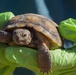 Desert tortoise Sanctuary Hatching success