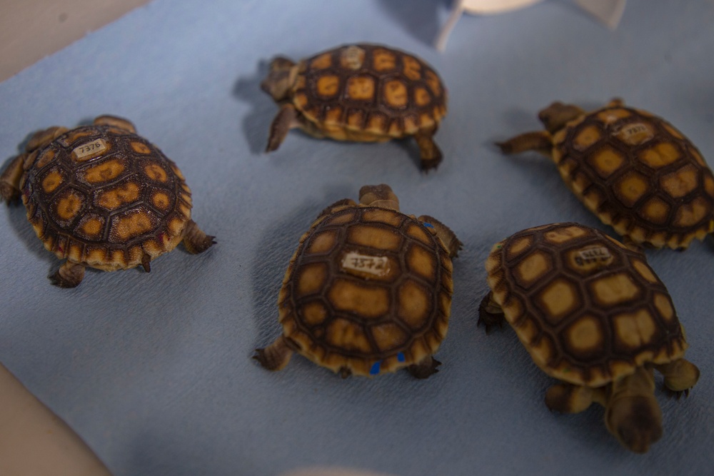 Desert tortoise Sanctuary Hatching success