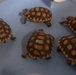 Desert tortoise Sanctuary Hatching success