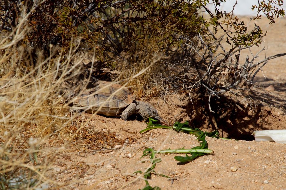 Desert tortoise Sanctuary Hatching success