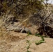 Desert tortoise Sanctuary Hatching success