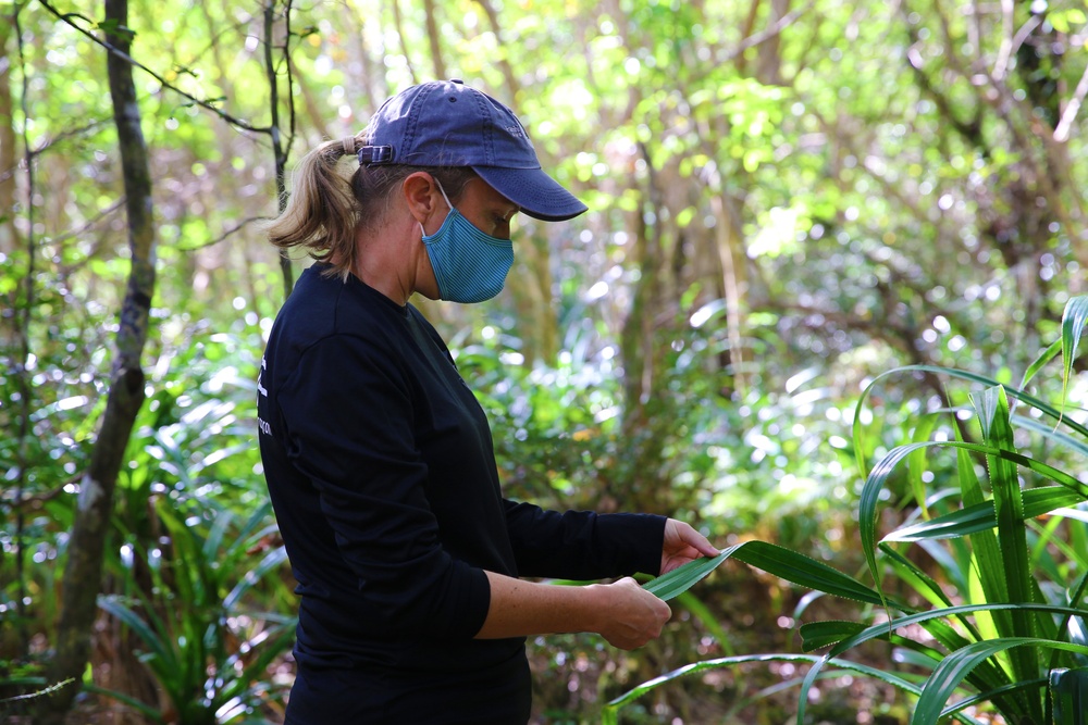 MCB Camp Blaz and the University of Guam Partner to Enhance Forests and Remove Invasive Species